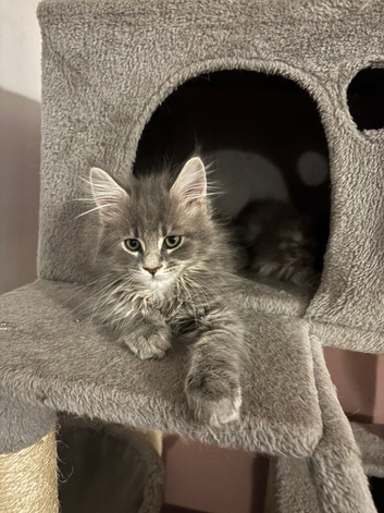 Maine coon female left PRICE REDUCED
