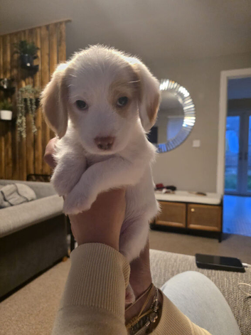 Poogle Pups - Ready 1st July