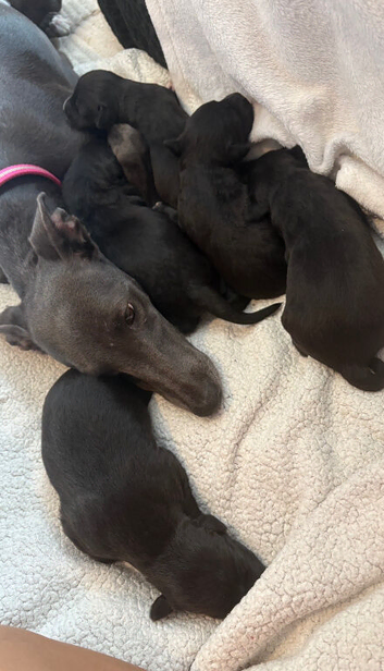 BEDLINGTON WHIPPETS