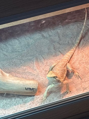 Bearded dragon