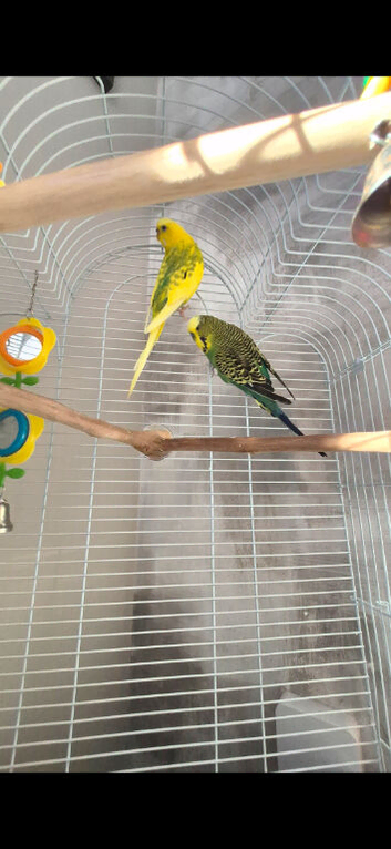 2 budgie for sale