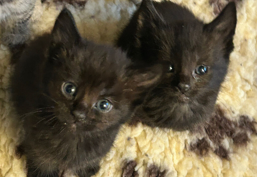 Beautiful black maincoon cross kittens ready to go now