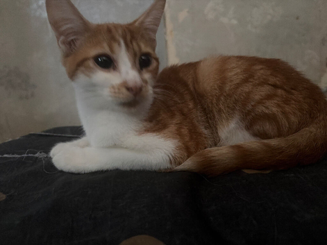 3sold 1 left ginger/white boy