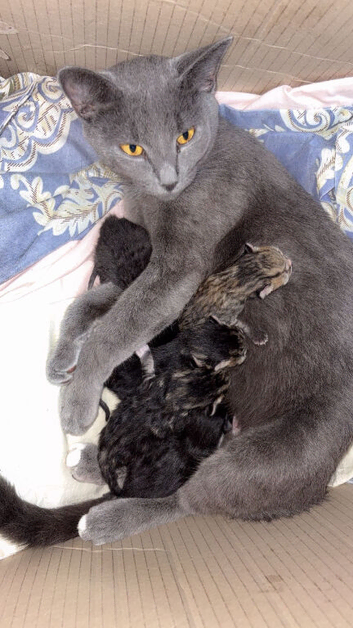 Mixed breed kitten