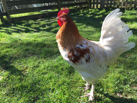 Copper Splash, Blue, Black Hatching Eggs