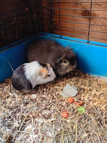 Mum and daughter and baby male