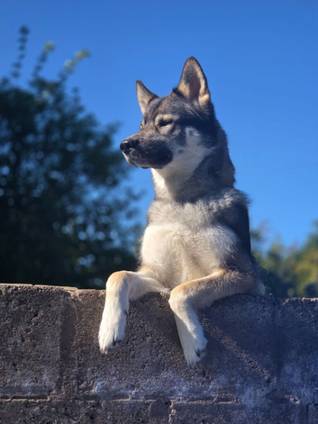 German/husky