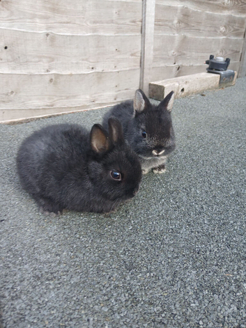 Netherland Dwarf Rabbits
