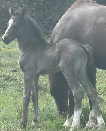 Bred in the purple quality pretty filly