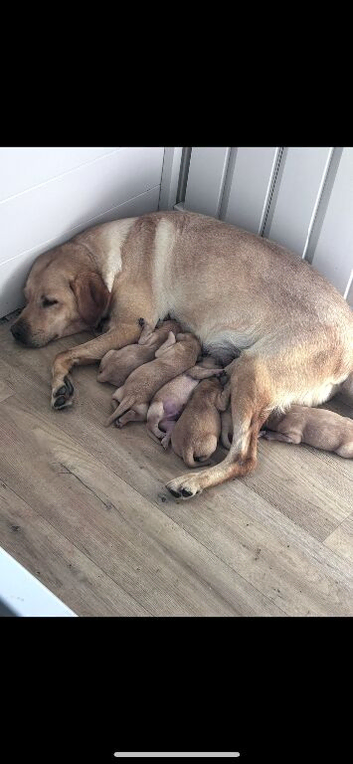 Labrador puppies kc registered