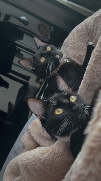 Twin sisters need to be homed together