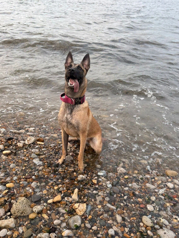Female Belgian malanois dob: 12/8/25