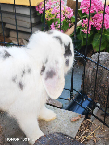 Pure Bred Mini Lop Youngster