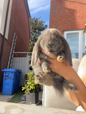 French lop last one of the litter