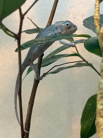 Blue Ambanja Panther Chameleons
