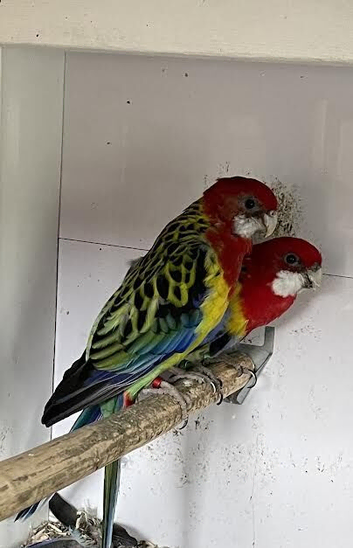 Proven pair Eastern Rosella