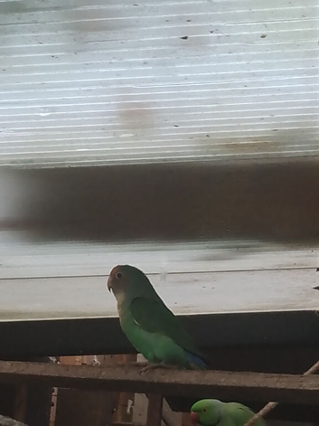 Alot of different variety of lovebirds
