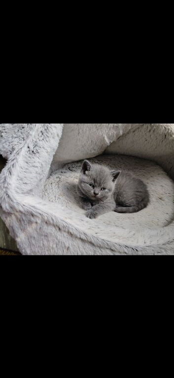 British shorthair kitten