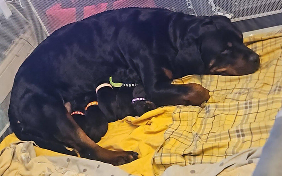 Last Few Pups