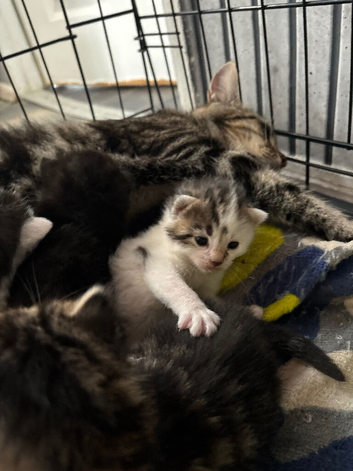 2 boy kittens ready now
