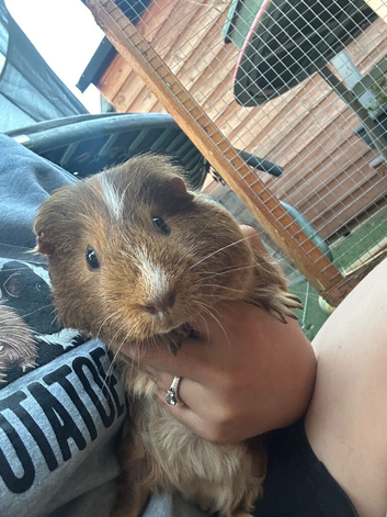 Male guinea pig pair