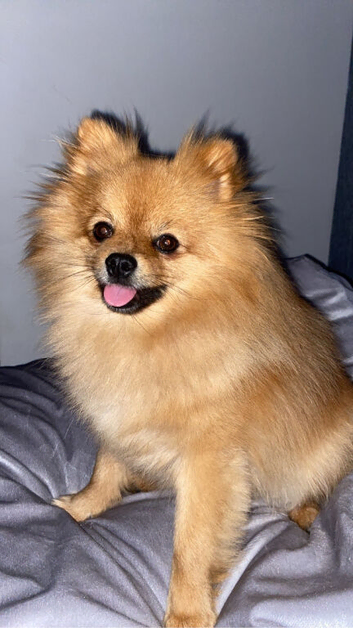 KC registered Pomeranian for stud