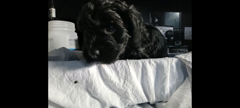 Cockapoo puppies for sale