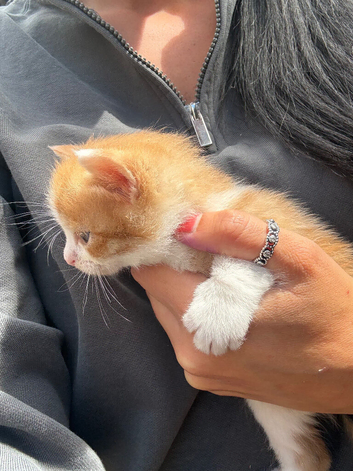 Kittens now ready for their forever homes