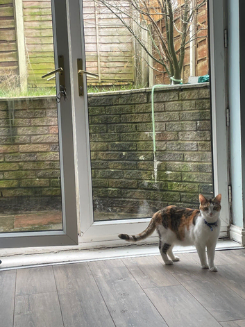 Calico Cat