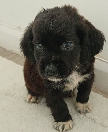 Cocker spaniel x Jack Russell