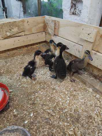 6 runner ducklings of heat   height rise very good