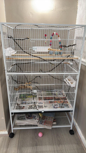 Here are my budgies