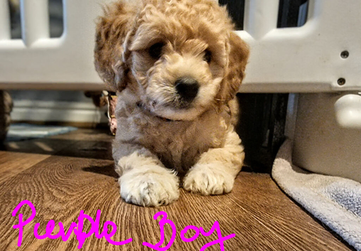READ NOW Miniature Goldendoodle Puppy F1B