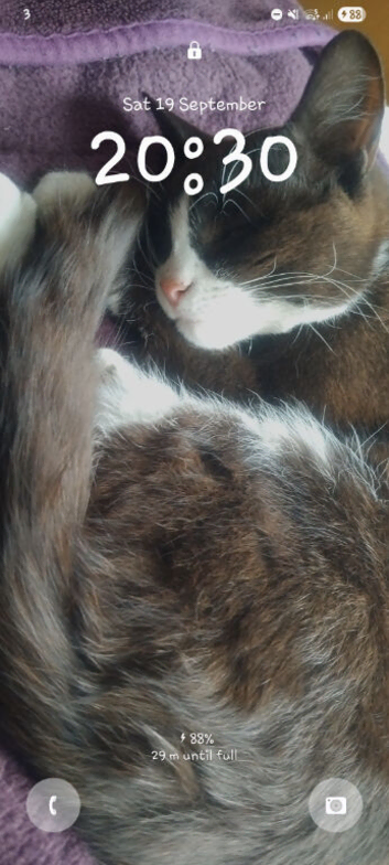 Friendly Male Cat