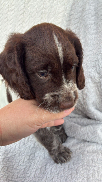 Beautiful sprocker puppys.