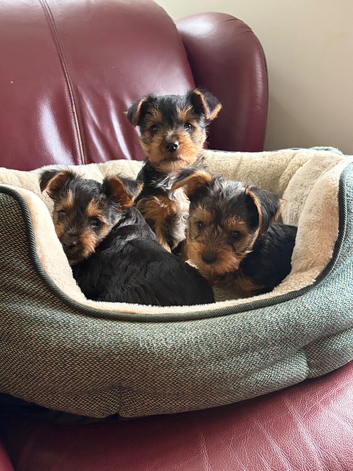Beautiful Yorkshire Terrier puppies.