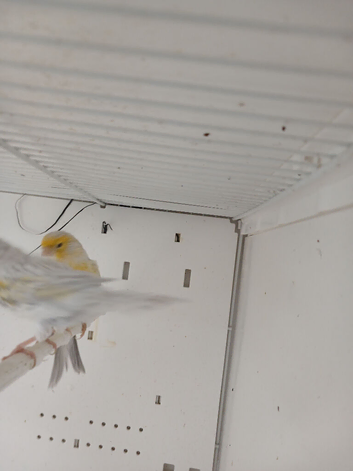 Breeding pair yellow opal