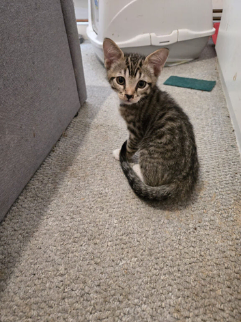 Maine coon x sphynx
