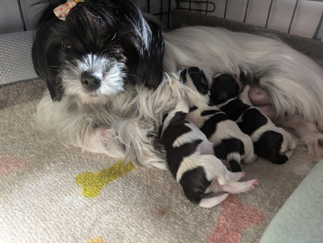 Pure Biewers. Pups