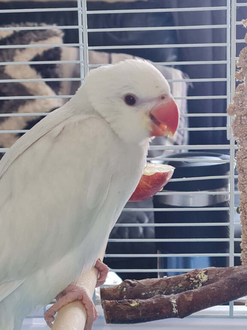 Young pallid blue ringneck