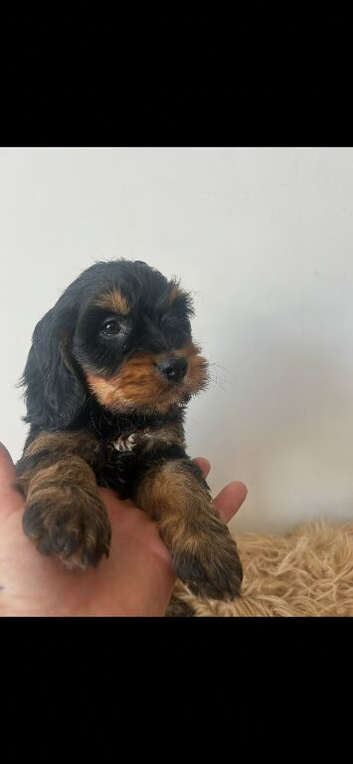 Stunning f1 Cockapoo puppies for sale