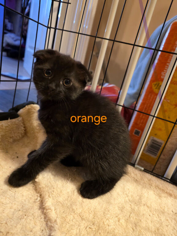 4 Main coon x Scottish fold