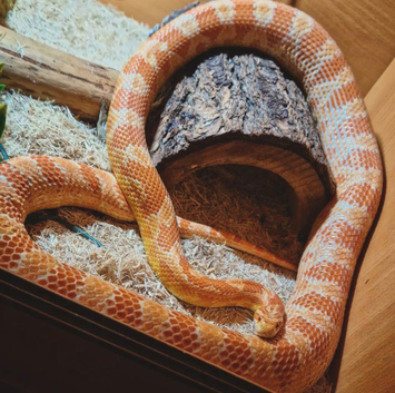 Corn snake