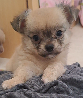Ready 9th July long coat chihuahua boys