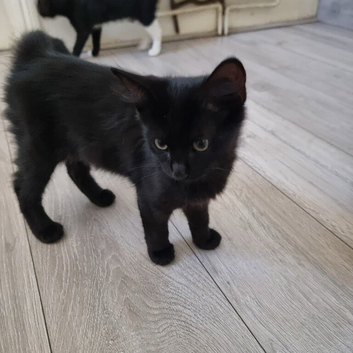Black and Tuxedo Kittens