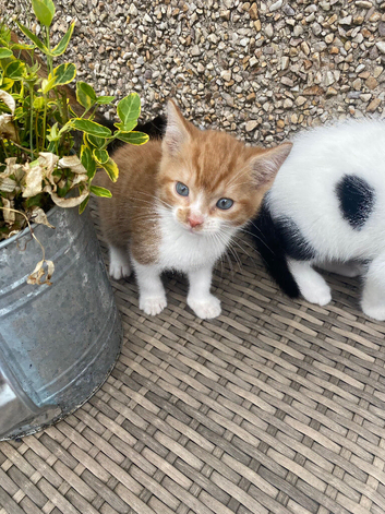 Adorable playful kittens