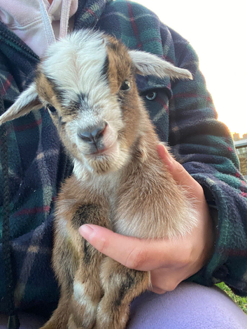 Ready to go! Pygmy Goat Kids for sale