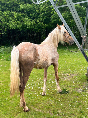 Palamino section D filly to make 15hh+