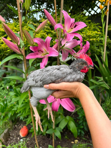 2 8 week old lavander  leghorn cockrels