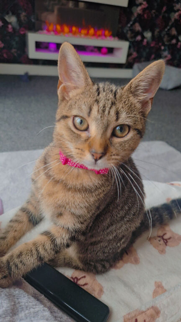 Wee tabby 4month kitten